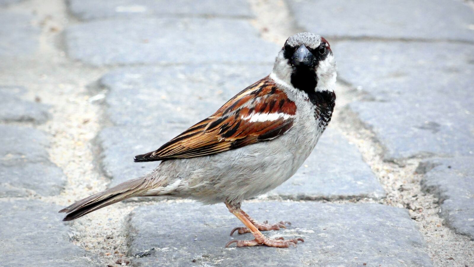 Sony DSC-HX5V sample photo. Bird, the sparrow, wr photography