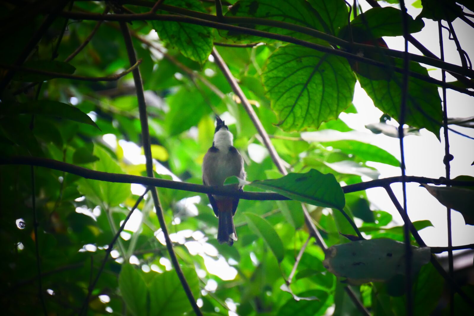 Panasonic Lumix DMC-G85 (Lumix DMC-G80) sample photo. Bird, tree, nature photography