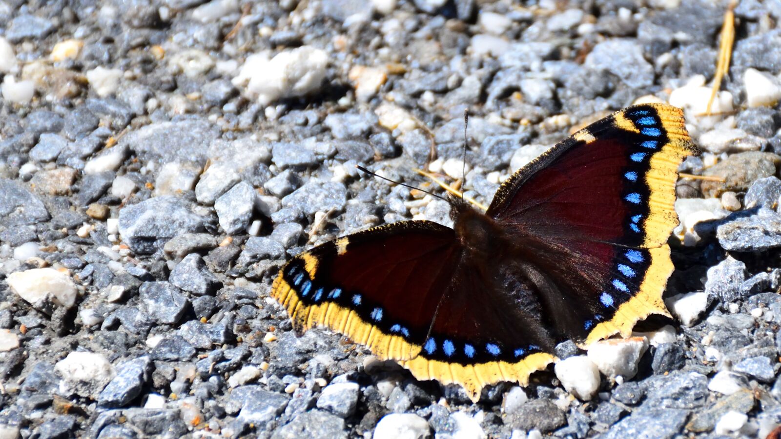 Nikon D5500 sample photo. Butterfly, pebble, nature photography