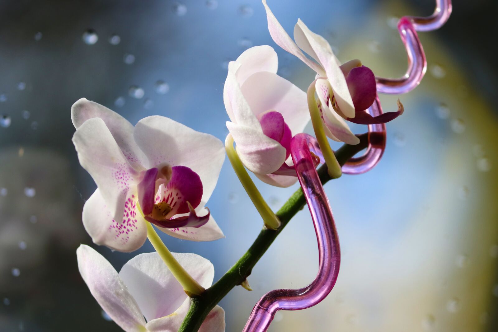 Canon EOS 200D (EOS Rebel SL2 / EOS Kiss X9) sample photo. Orchid, ornamental plant, orchidaceae photography