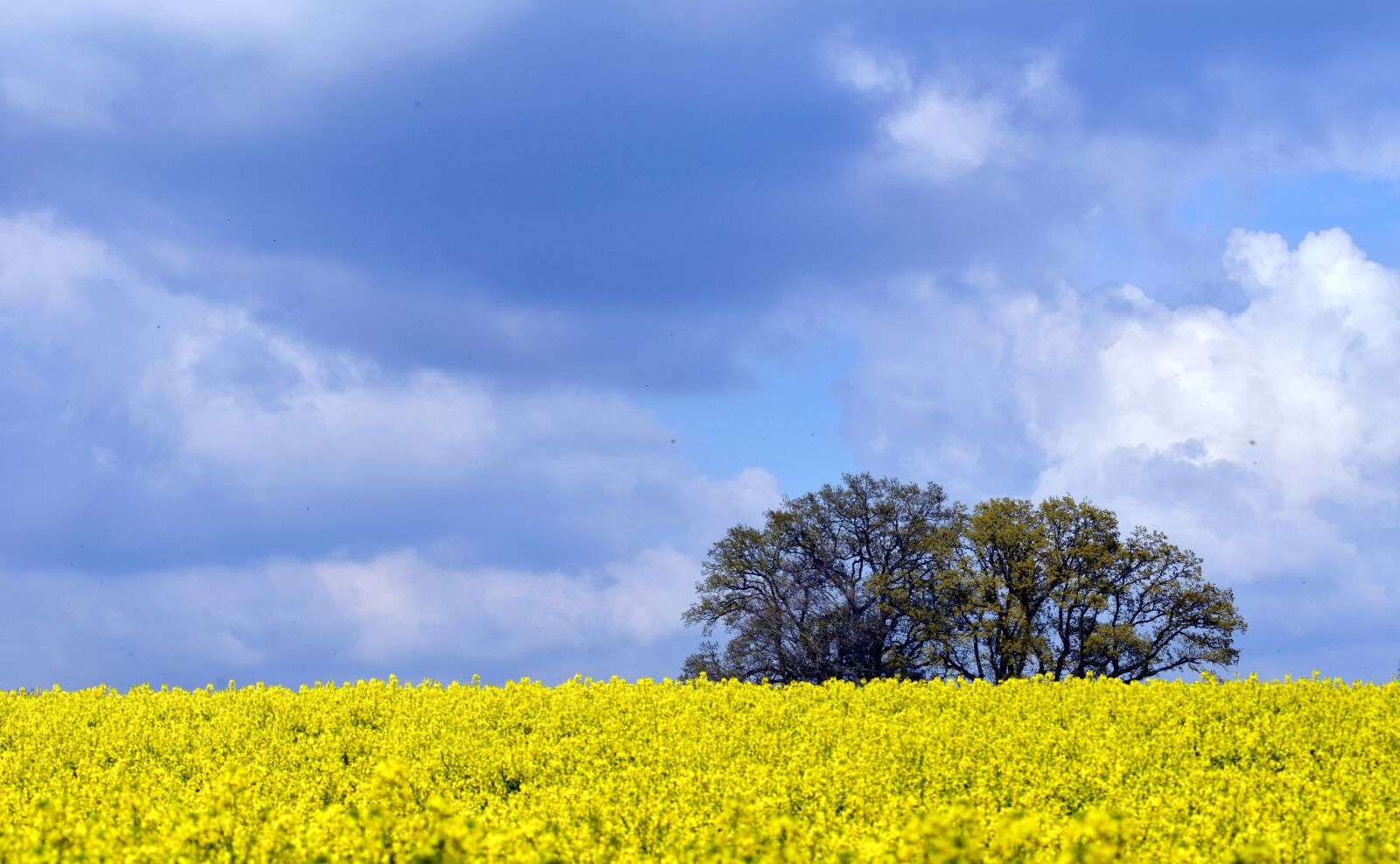 Nikon D3300 sample photo. Oilseed rape, field of photography