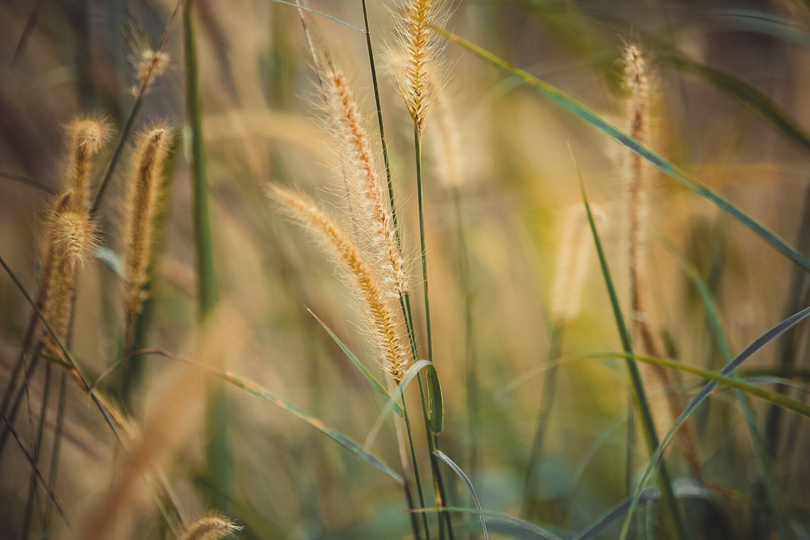 Canon EOS 60D + Sigma 70-200mm F2.8 EX DG OS HSM sample photo. Blur, close, up, field photography