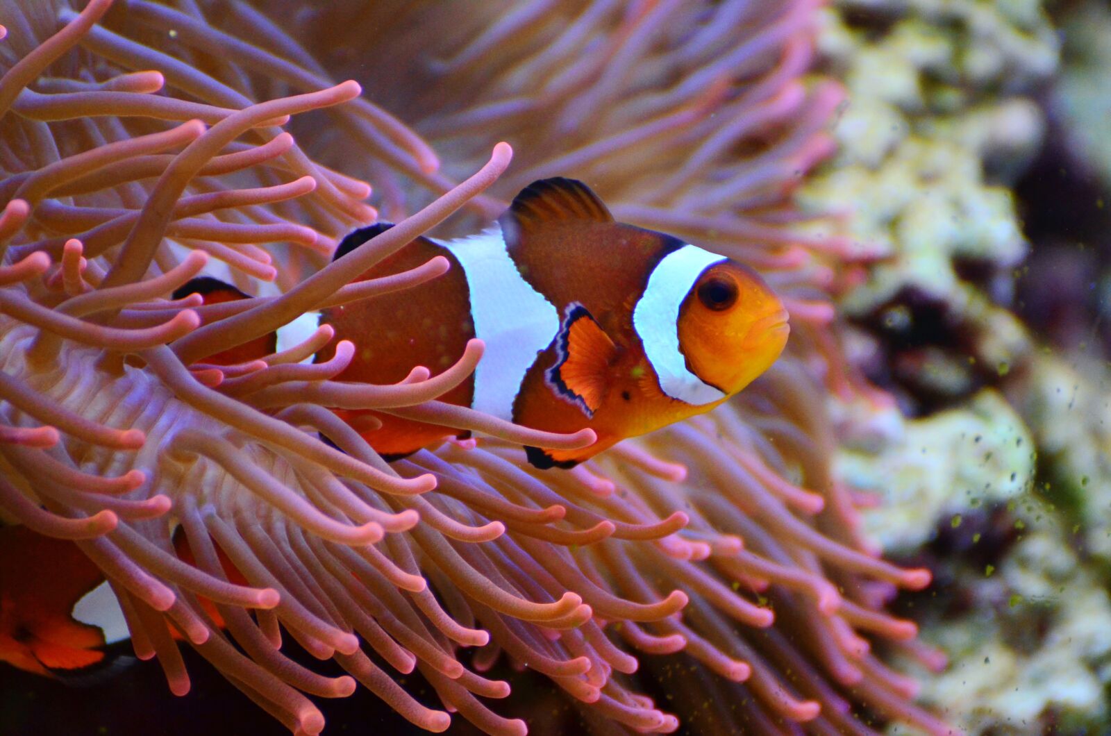 Nikon D5100 sample photo. Anemone fish, clown fish photography