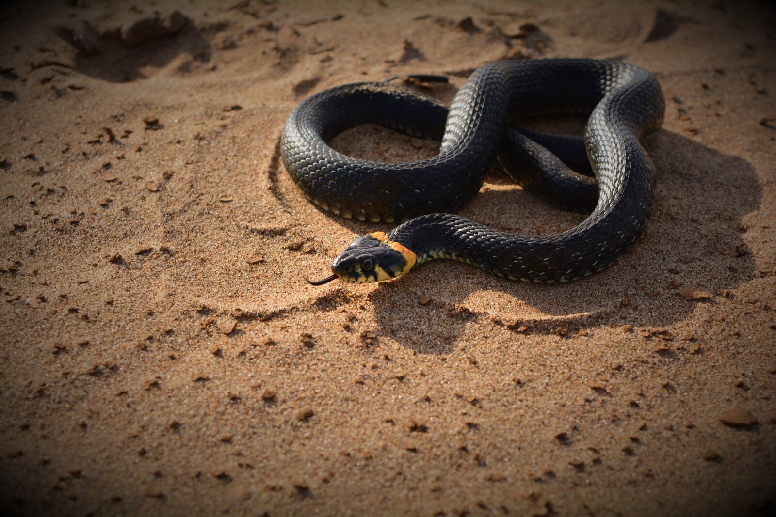 Nikon D5200 sample photo. Snake, sand, reptile photography