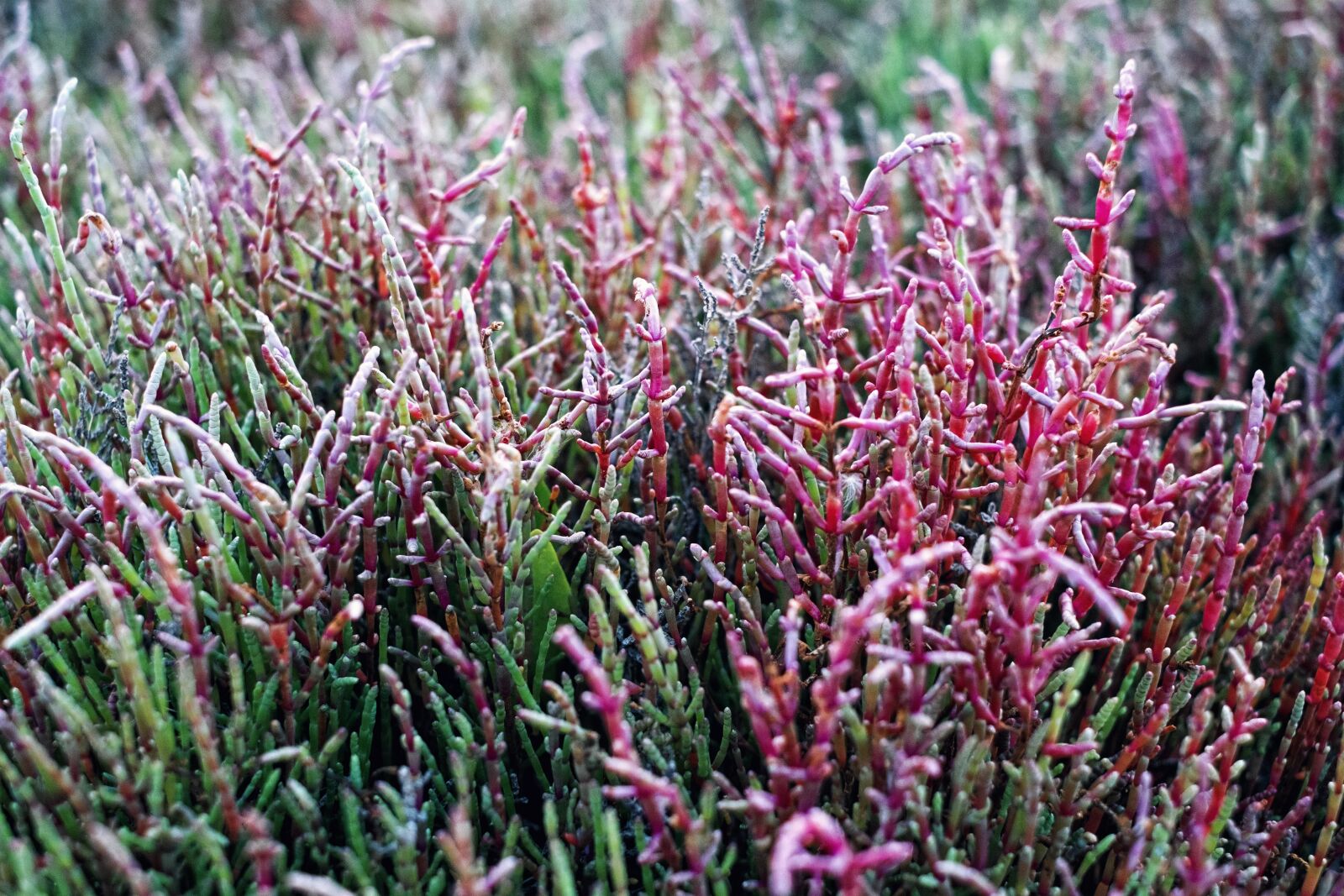 Fujifilm X-E1 + Fujifilm XF 35mm F1.4 R sample photo. Landscape, summer, grass photography