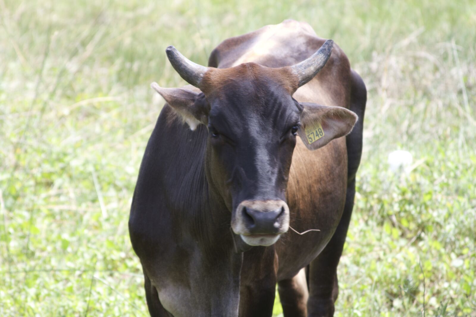 Canon EOS 7D sample photo. Cow, animal, animals photography