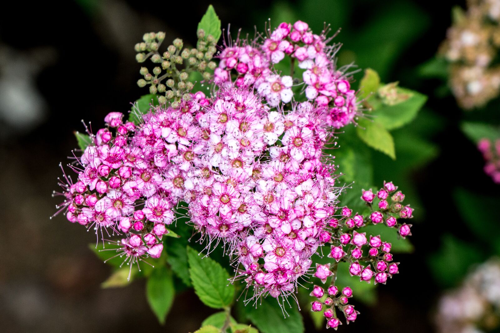 Canon EOS 700D (EOS Rebel T5i / EOS Kiss X7i) sample photo. Flowers, bloom, blossom photography
