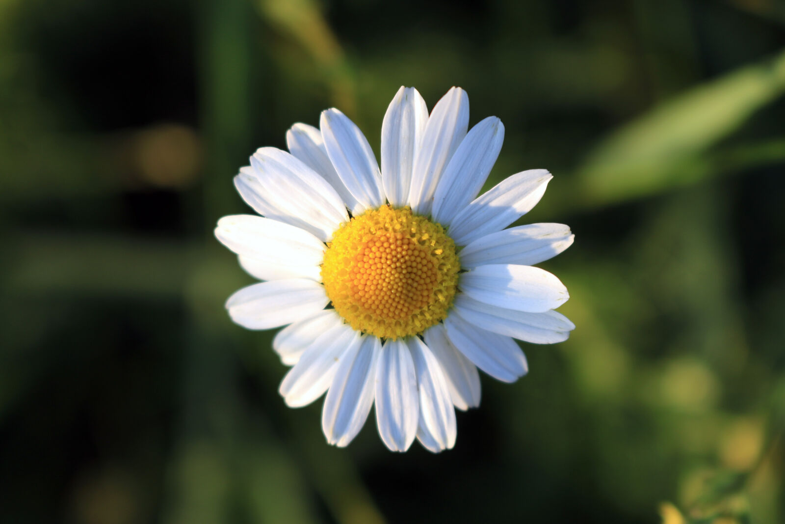 Canon EOS 70D sample photo. Daisy, flora, flower, nature photography