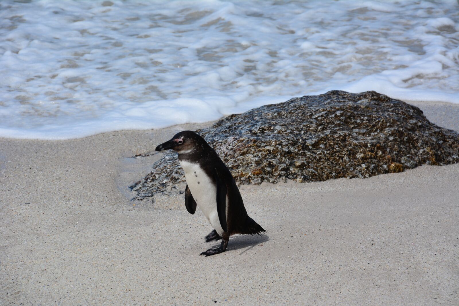 Nikon D7100 sample photo. Penguin, south africa, bolders photography