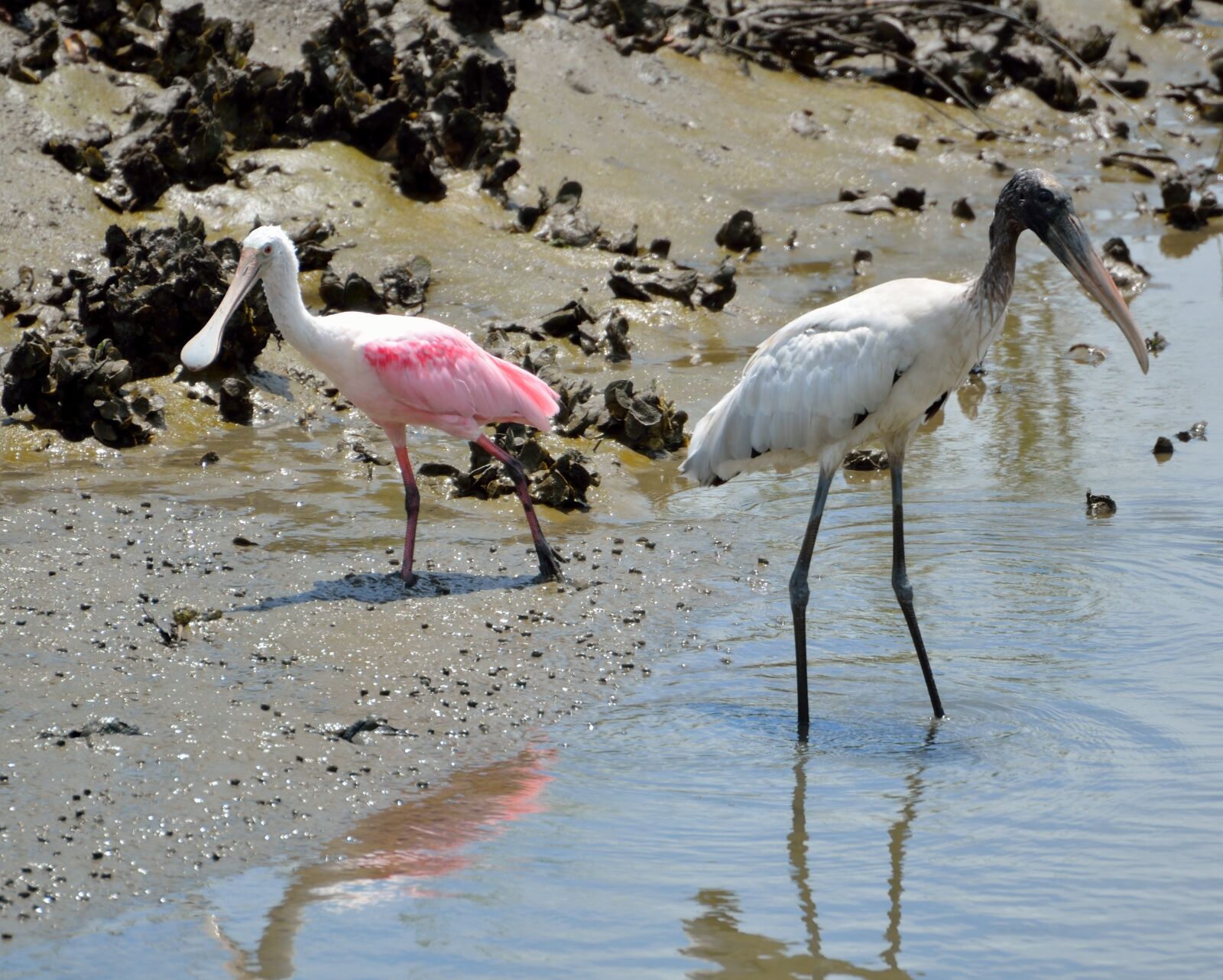 Nikon D7000 sample photo. Spoonbill, wood stork, wading photography