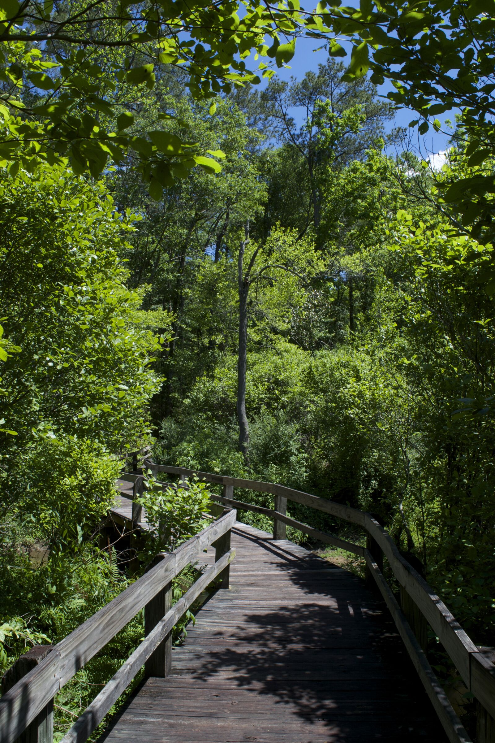 Nikon D3300 sample photo. Trees, boardwalk, trail photography