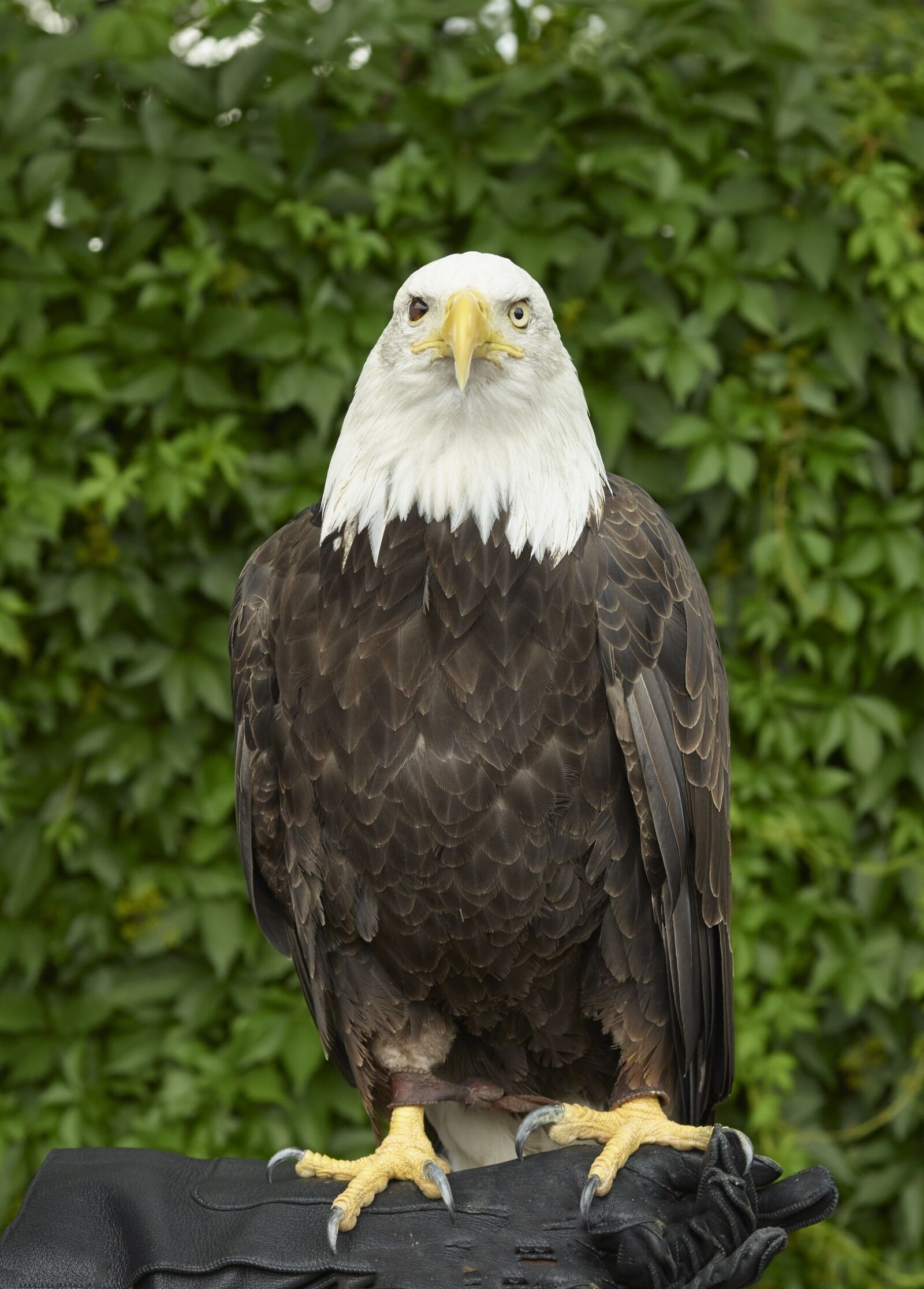 Phase One IQ280 sample photo. Bald eagle, eagle, bald photography