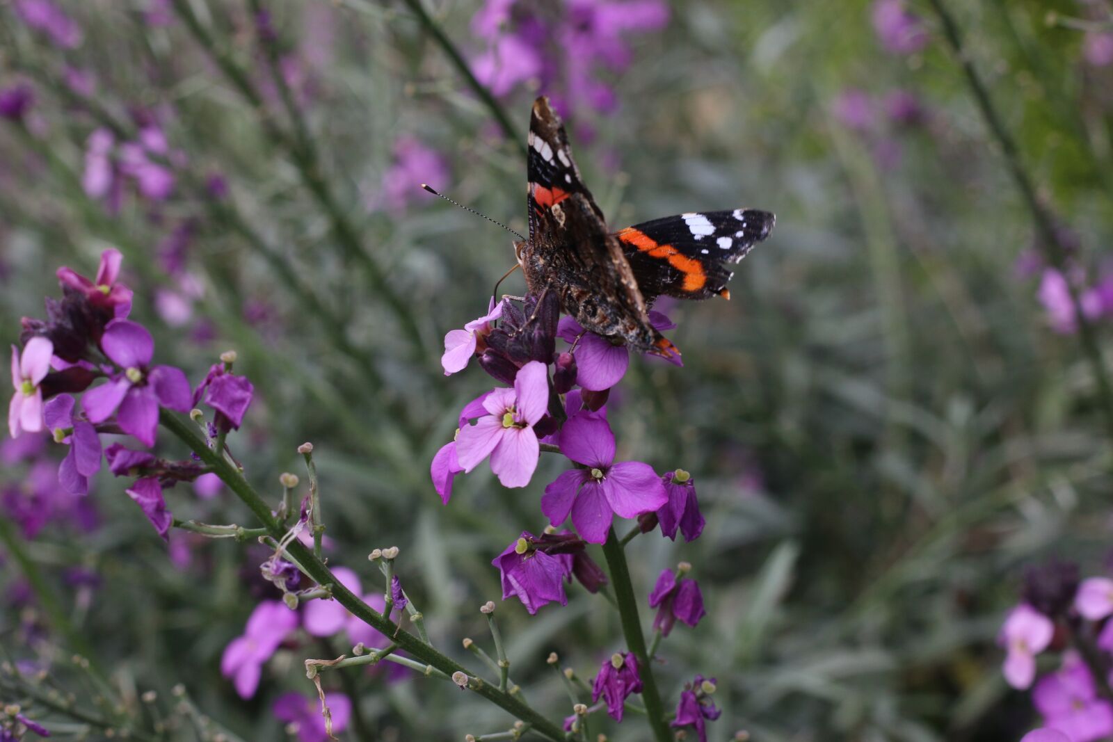Canon EOS 70D + Canon EF 50mm F1.8 II sample photo. Butterfly, garden, summer photography