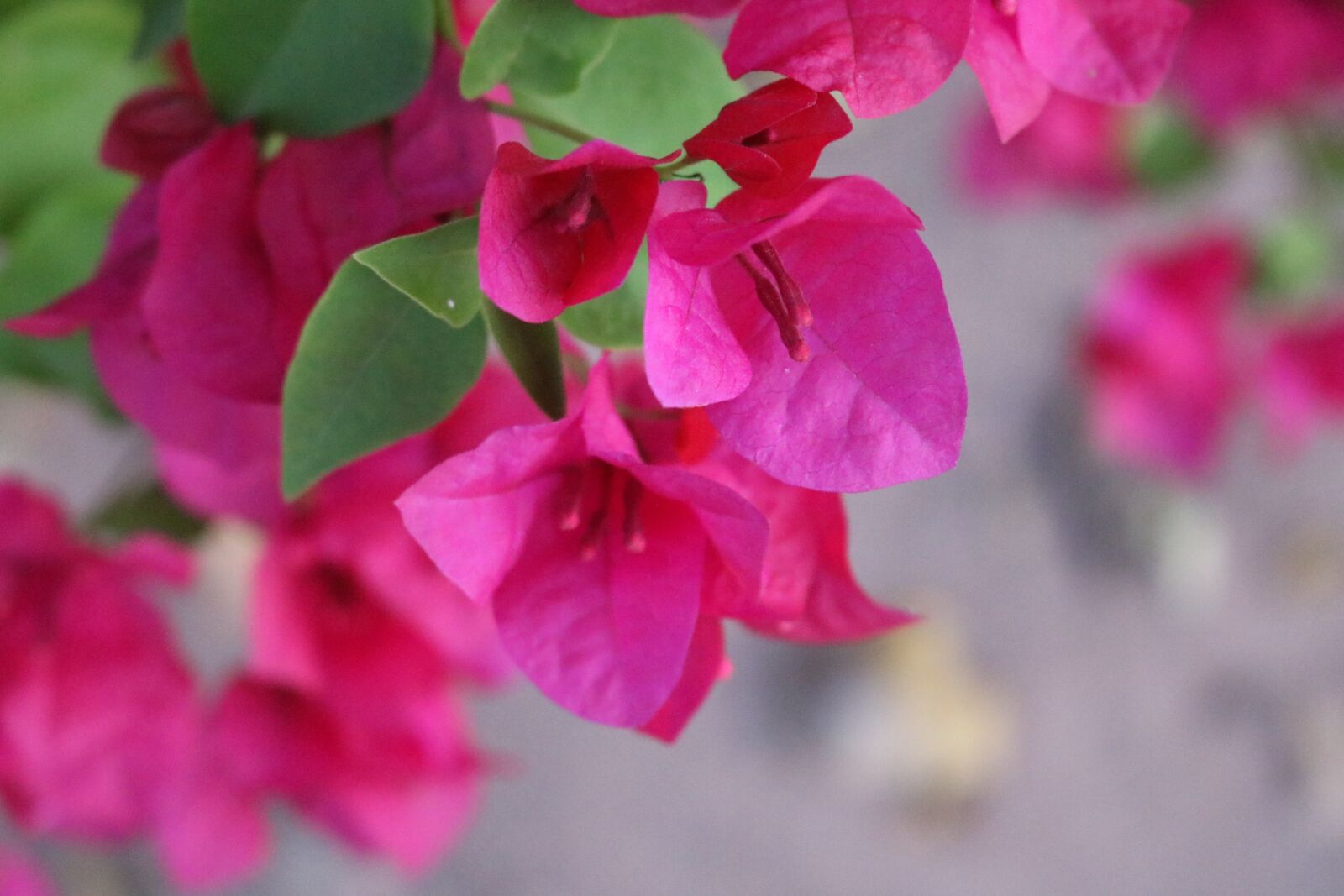 Canon EOS 750D (EOS Rebel T6i / EOS Kiss X8i) sample photo. Macro, flower, nature photography