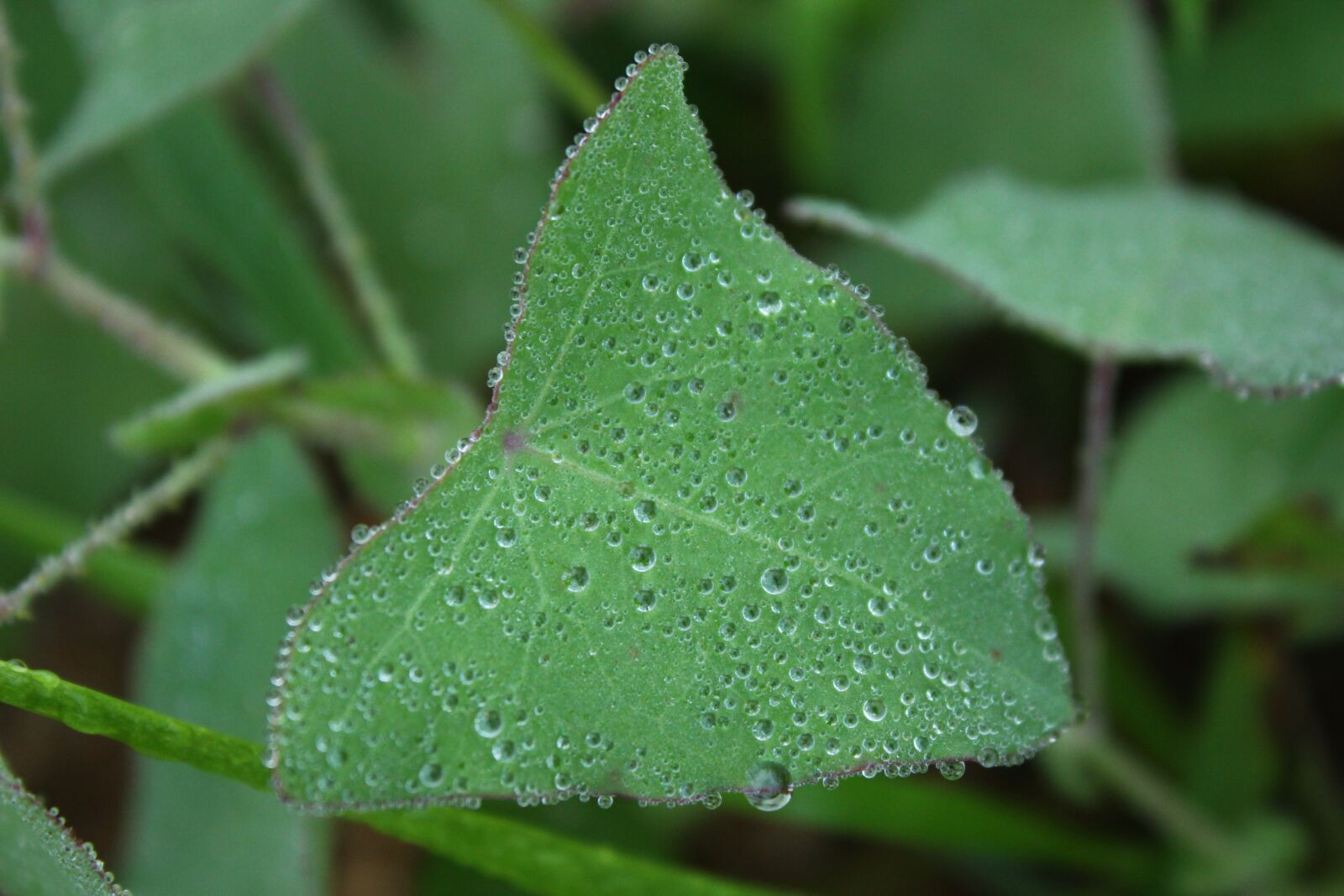 Canon EOS 600D (Rebel EOS T3i / EOS Kiss X5) sample photo. Leaf, plant, green photography