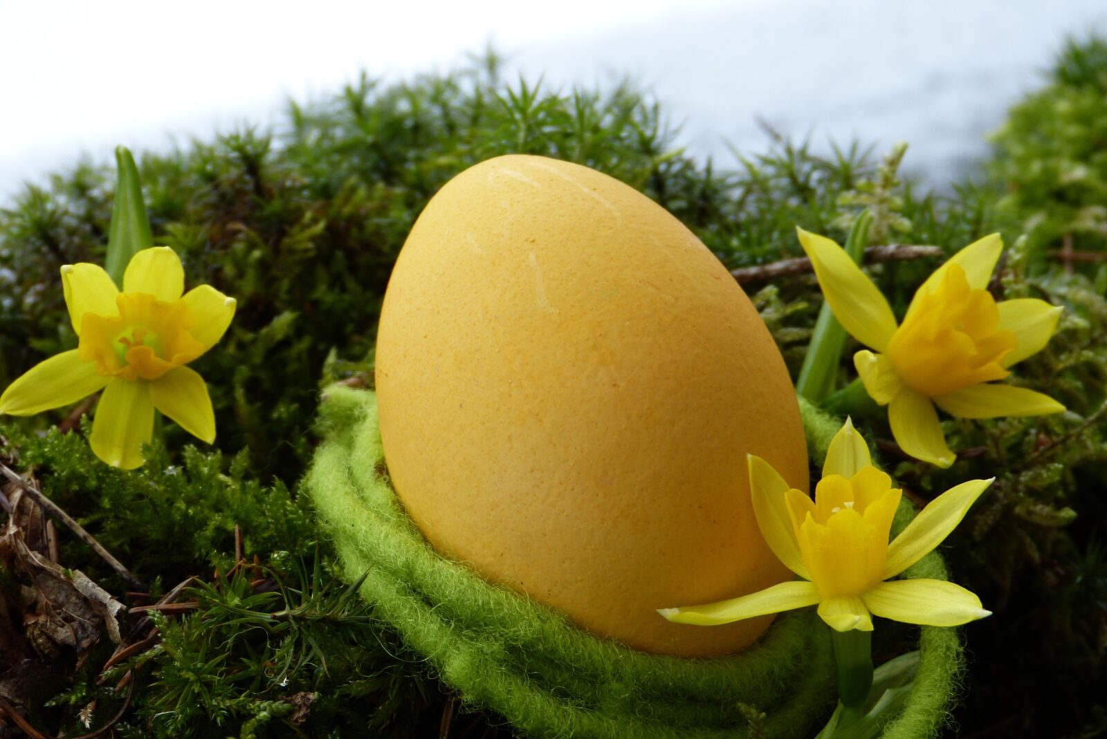 Panasonic Lumix DMC-FZ150 sample photo. Easter egg, yellow, daffodils photography