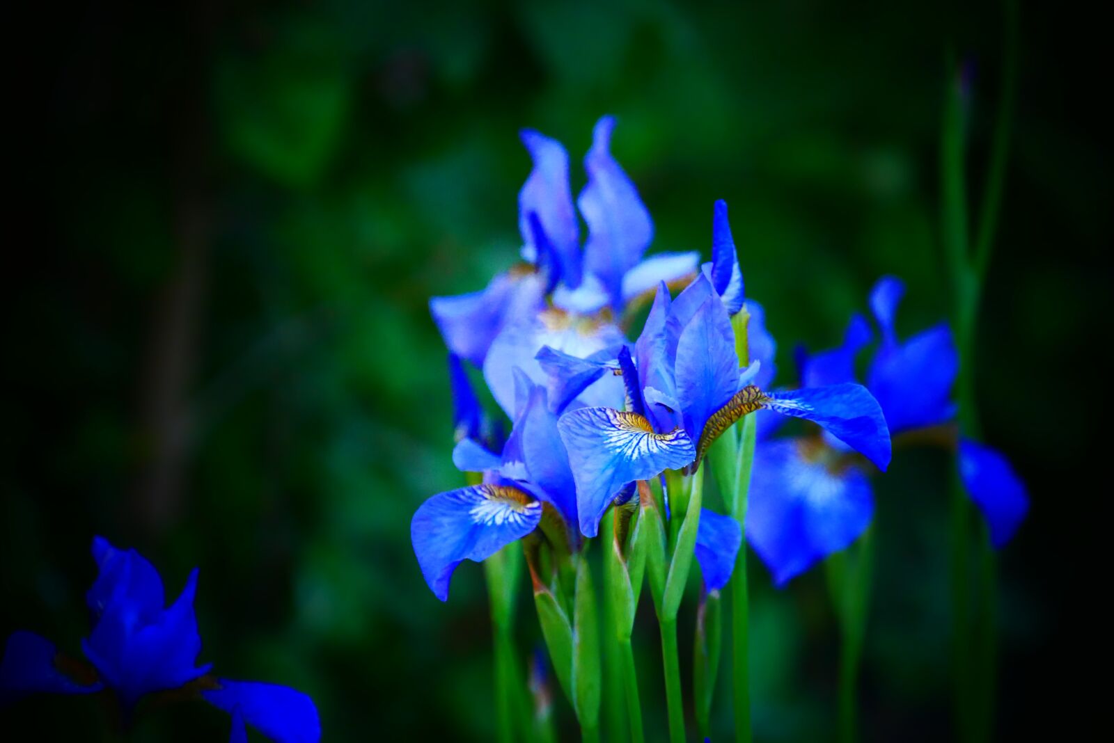 Panasonic Lumix DMC-G85 (Lumix DMC-G80) sample photo. Iris, lily, blue photography