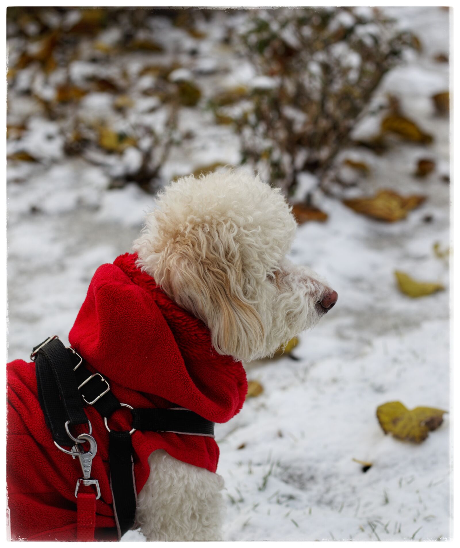 Canon EOS 6D sample photo. Dani photography