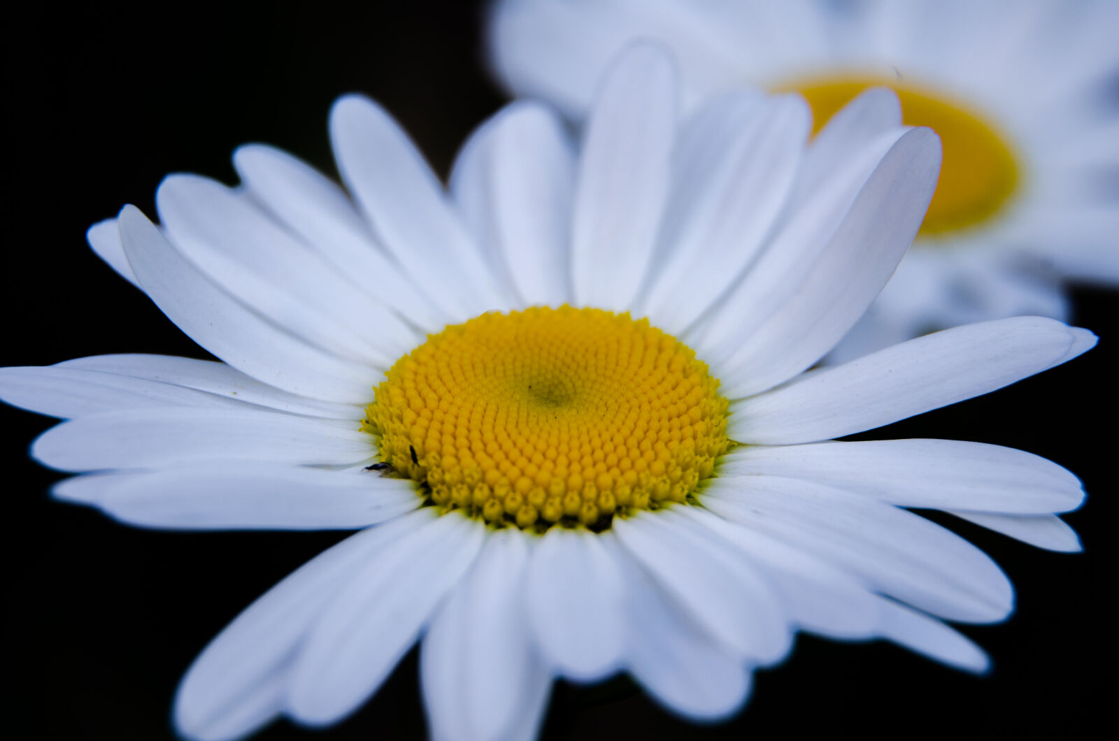 Nikon D5100 sample photo