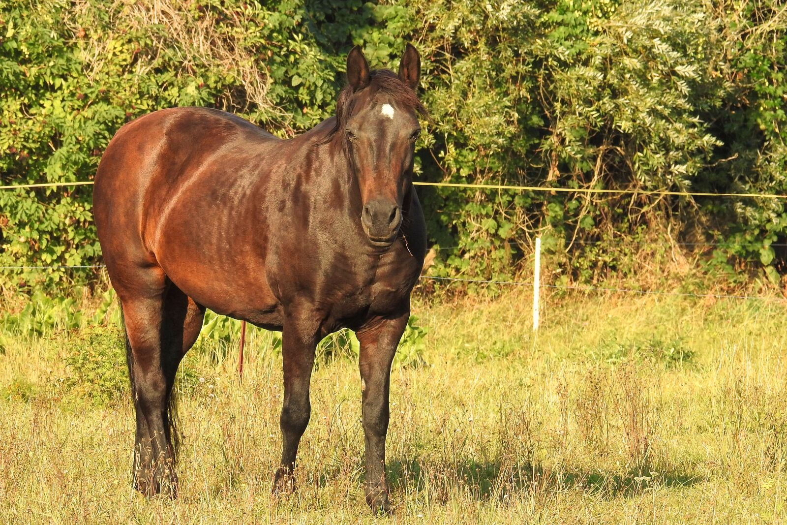 Nikon Coolpix P900 sample photo. Morning sun, horse, pasture photography