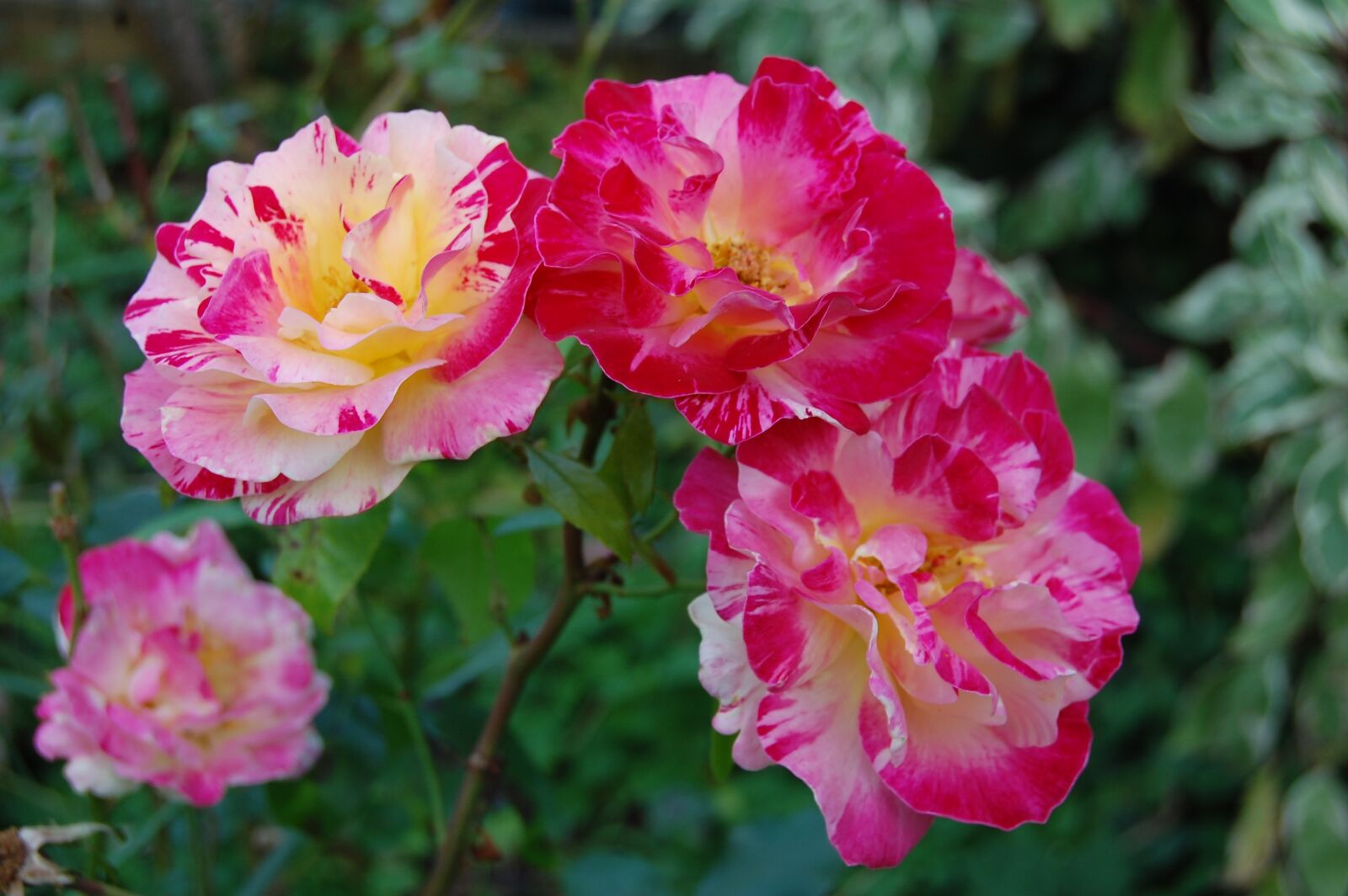 Nikon D40 sample photo. Pink, pissarro, colors photography