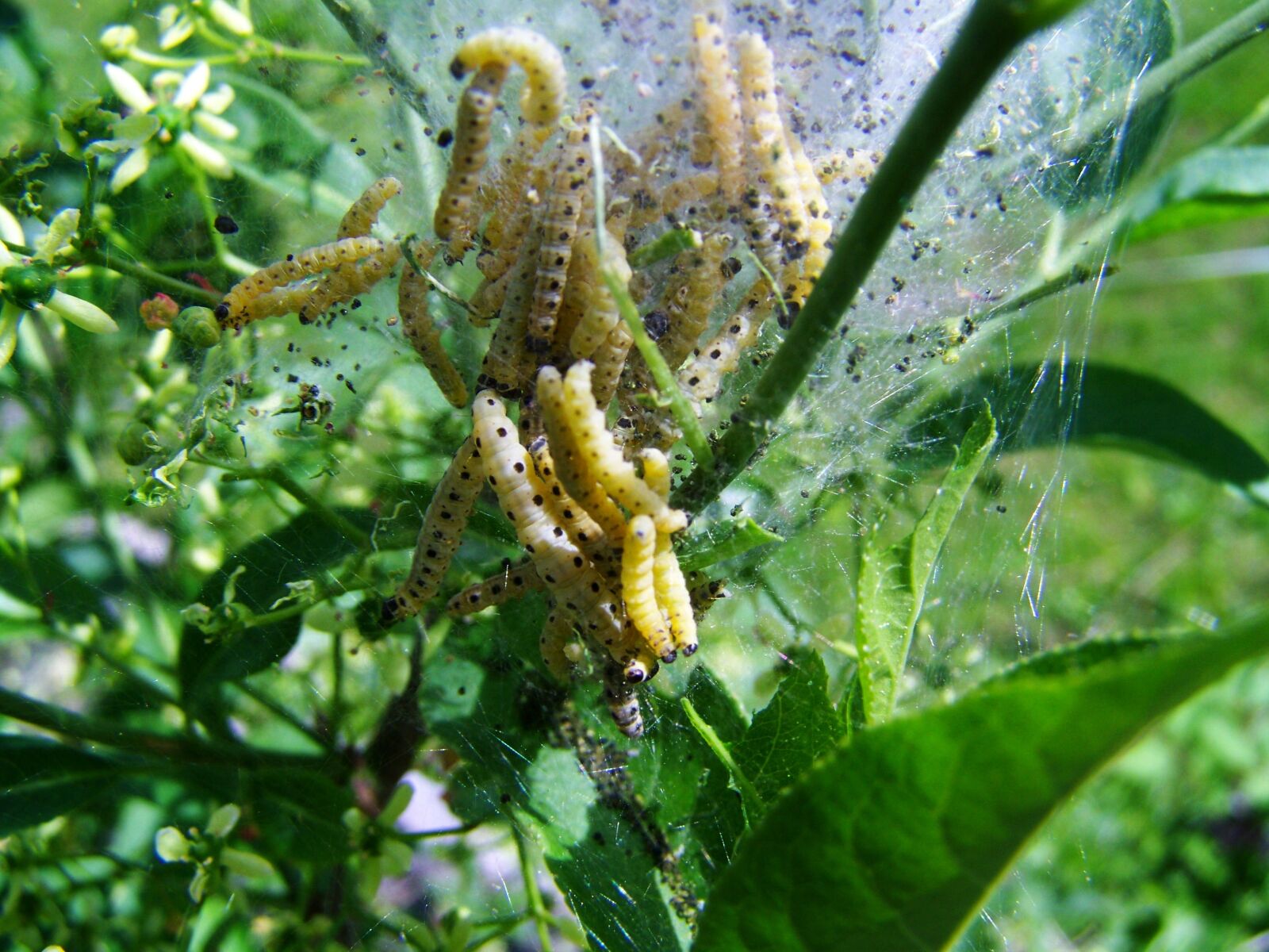 Kodak EASYSHARE ZD710 ZOOM DIGITAL CAMERA sample photo. Caterpillars, insect larvae, nature photography