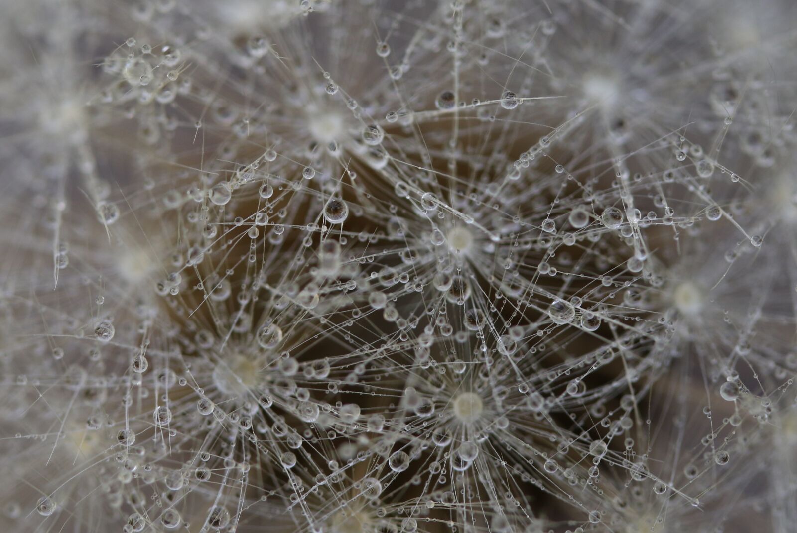 Canon EF-S 60mm F2.8 Macro USM sample photo. Dandelion, down, white photography