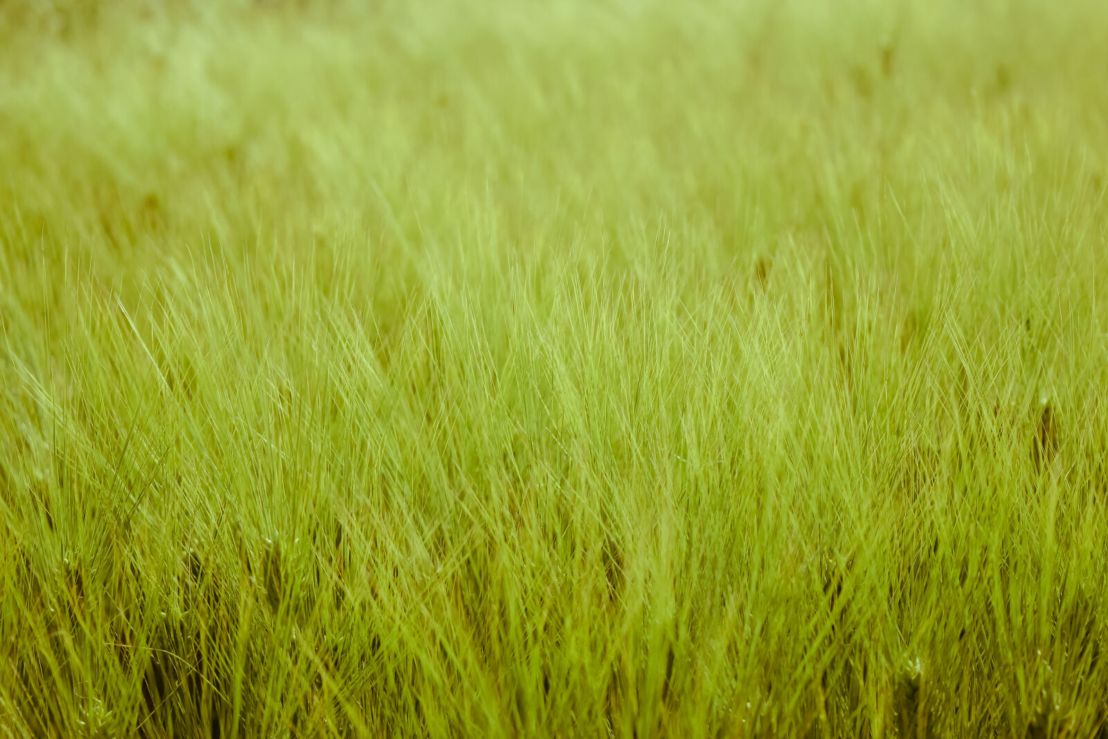 Nikon D3300 sample photo. Ears, of, corn, green photography