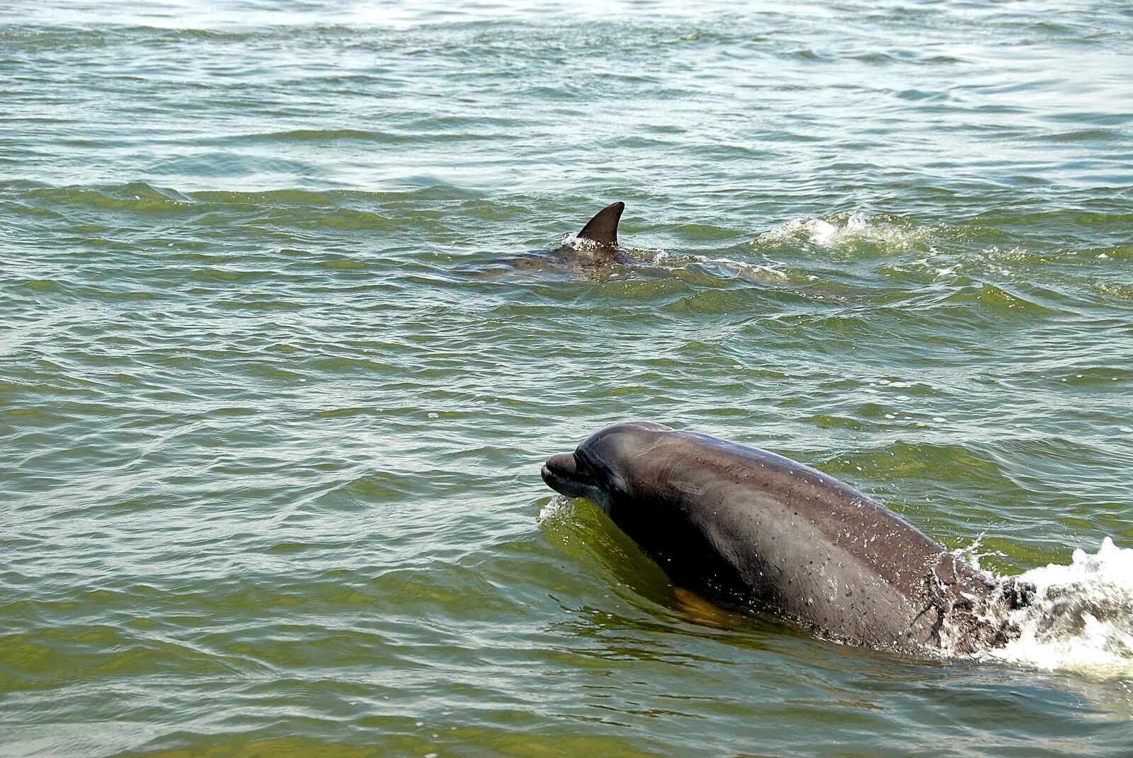 Nikon D200 sample photo. Dolphins in the wild photography