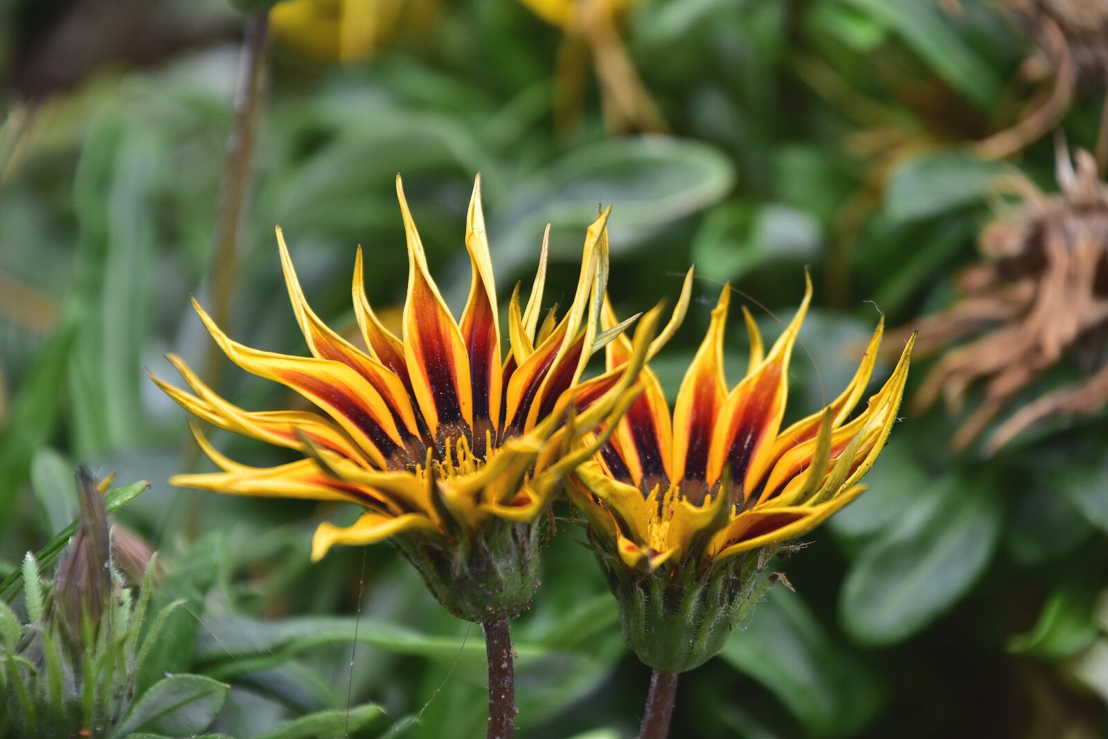 Nikon D7200 sample photo. Flora, garden, nature photography