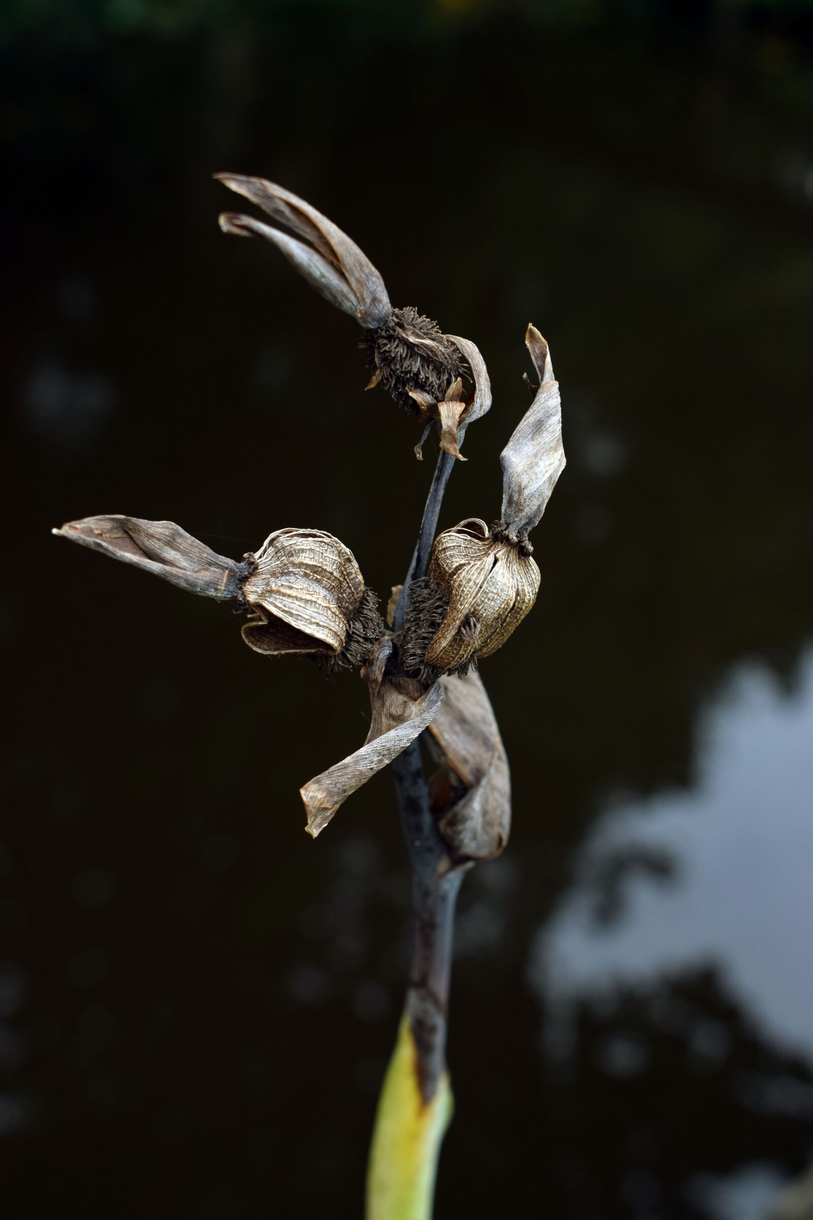 Nikon D5300 sample photo. Banana flower, dried flower photography