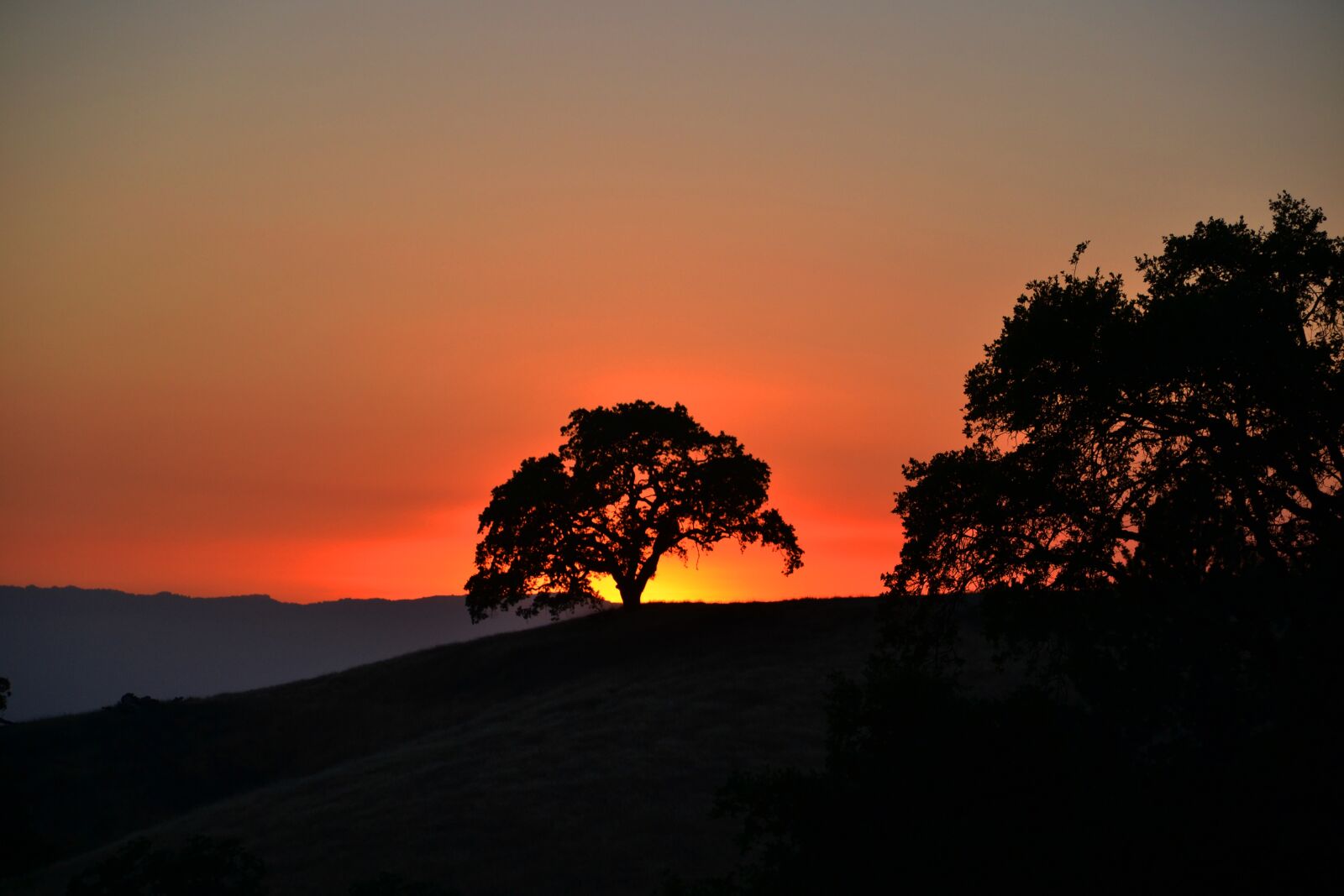 Nikon D3100 sample photo. Twilight, sunset, tree photography