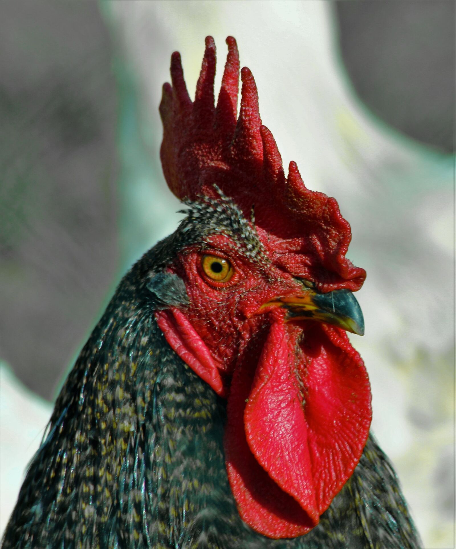 Canon EOS 550D (EOS Rebel T2i / EOS Kiss X4) sample photo. Cock, beak, red photography