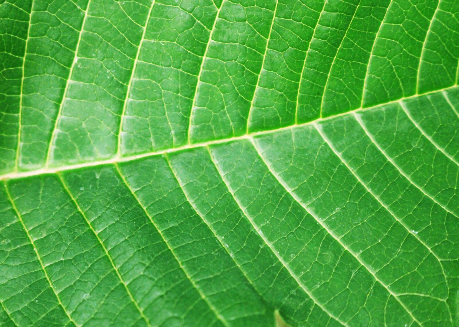 Canon EOS 100D (EOS Rebel SL1 / EOS Kiss X7) sample photo. Sheet, a green leaf photography