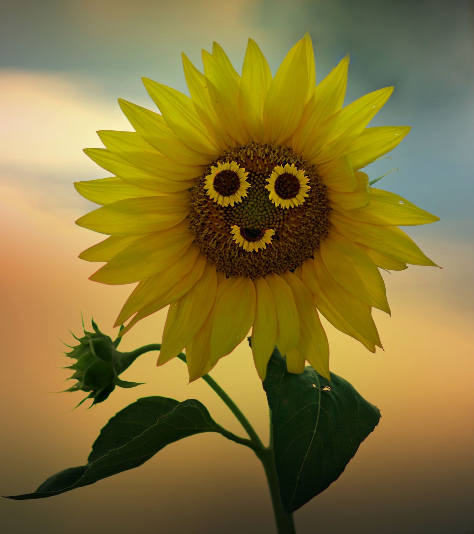Canon EF 85mm F1.8 USM sample photo. Sunflower, smile, yellow photography