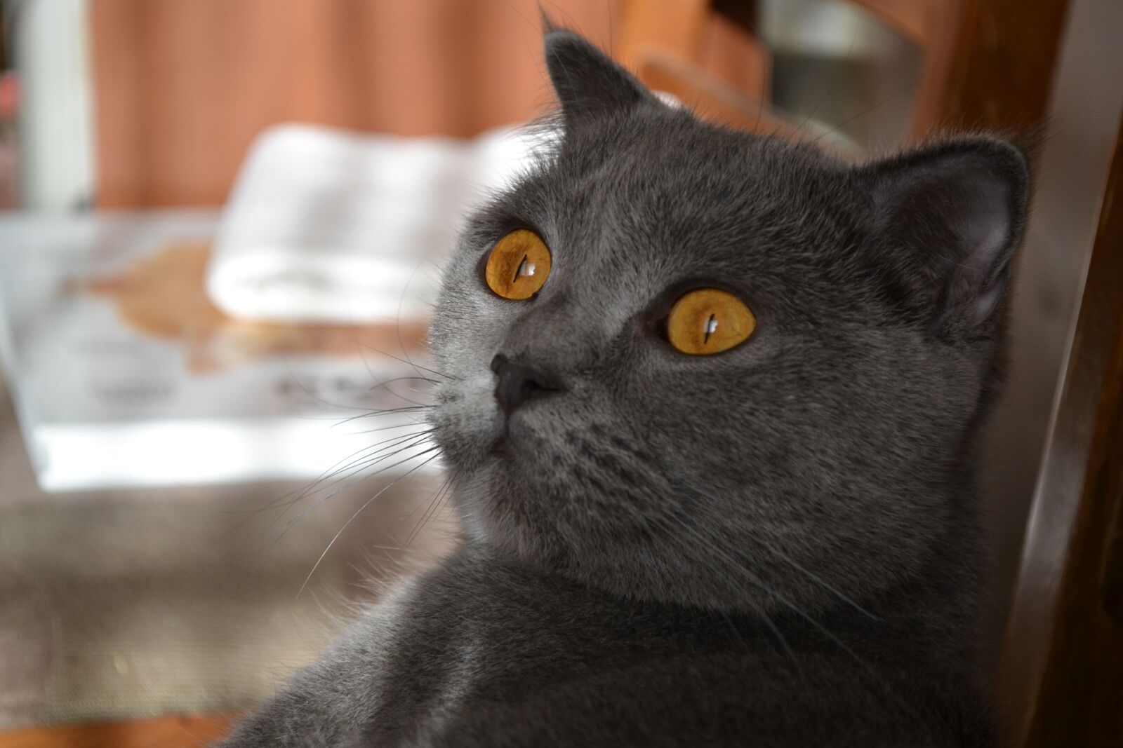 Nikon D3100 sample photo. Cat, orange eyes, gray photography