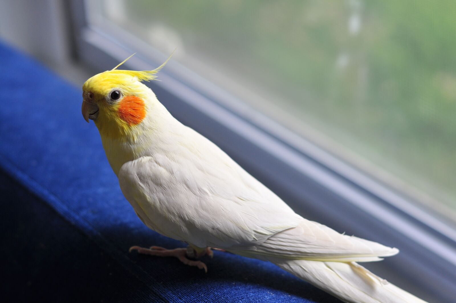 Nikon D90 sample photo. Cockatiel, bird, parrot photography