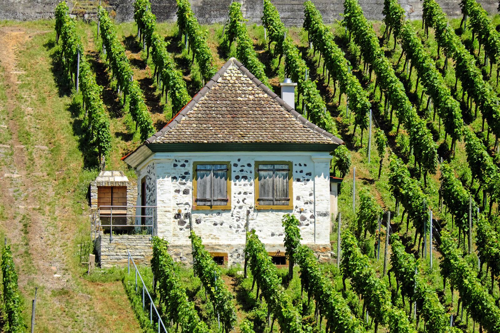 Fujifilm X-T10 + Fujifilm XC 50-230mm F4.5-6.7 OIS sample photo. Landscape, rebhaus, vineyard photography