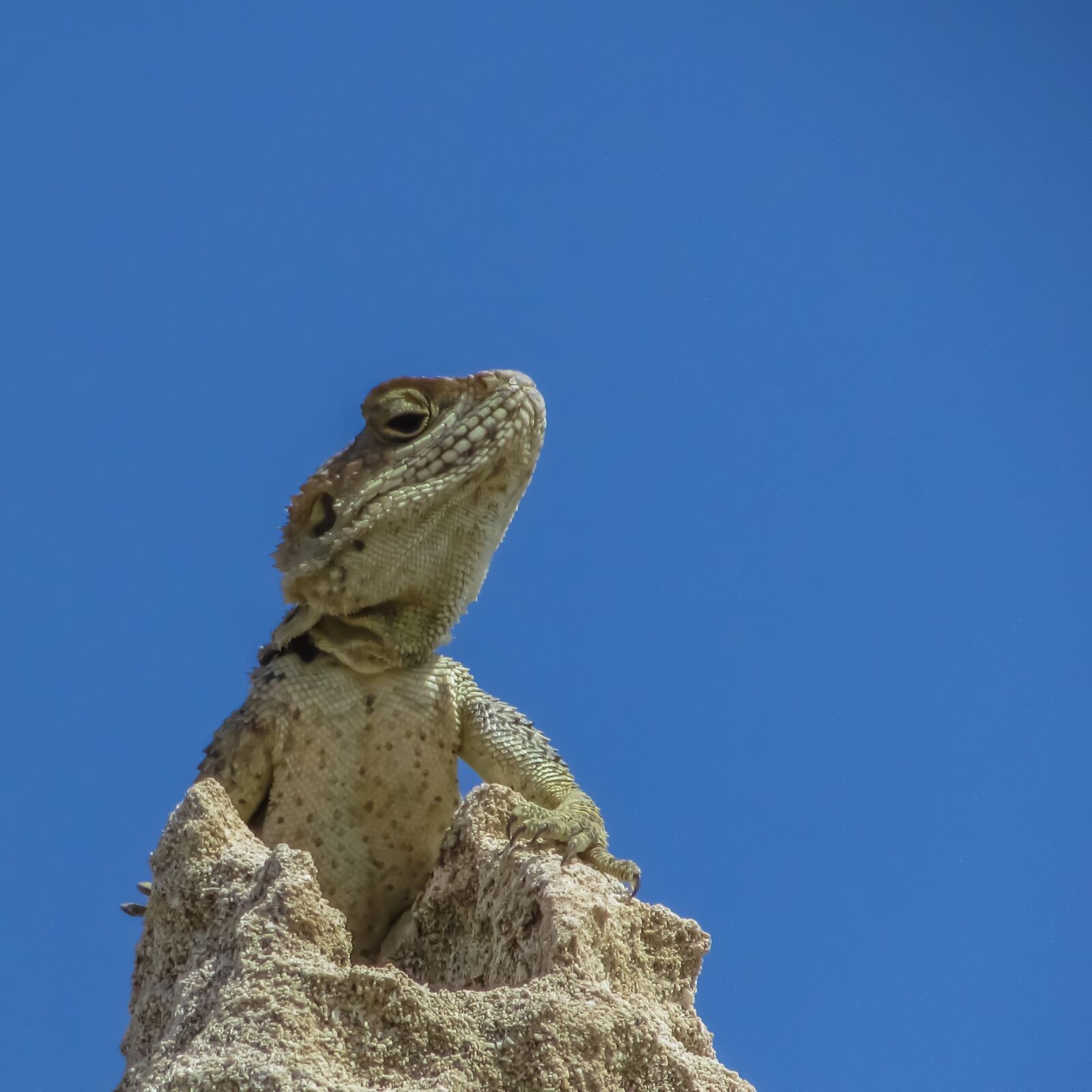 Canon PowerShot SX400 IS sample photo. Lizard, kurkutas, reptile photography