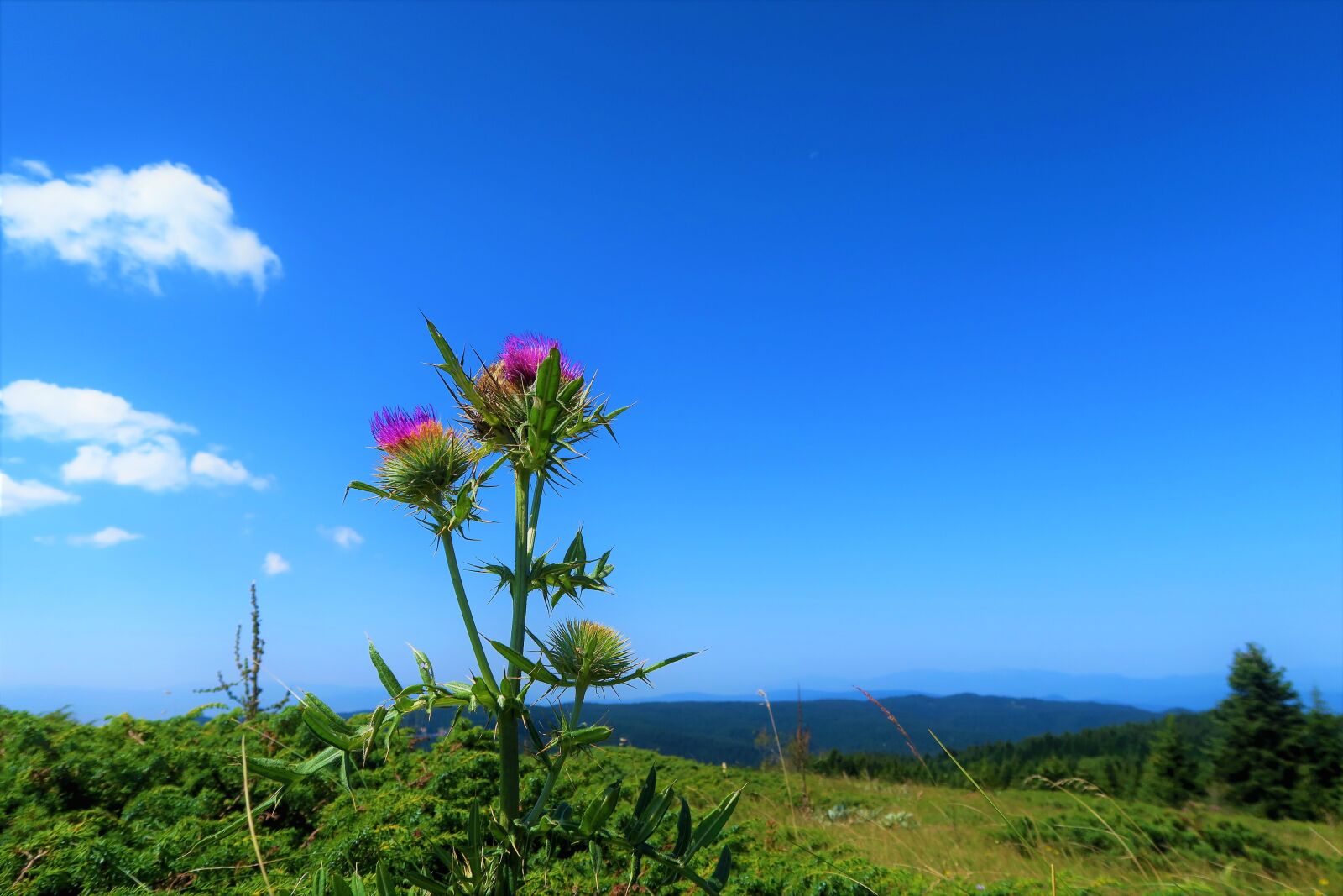 Canon PowerShot G7 X sample photo. Thistle, nature, grassland photography