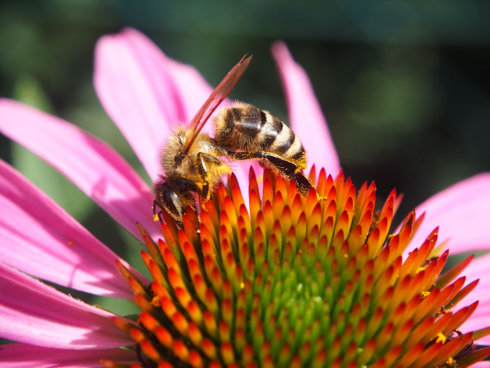 Olympus OM-D E-M10 sample photo. Bee, garden, insect photography