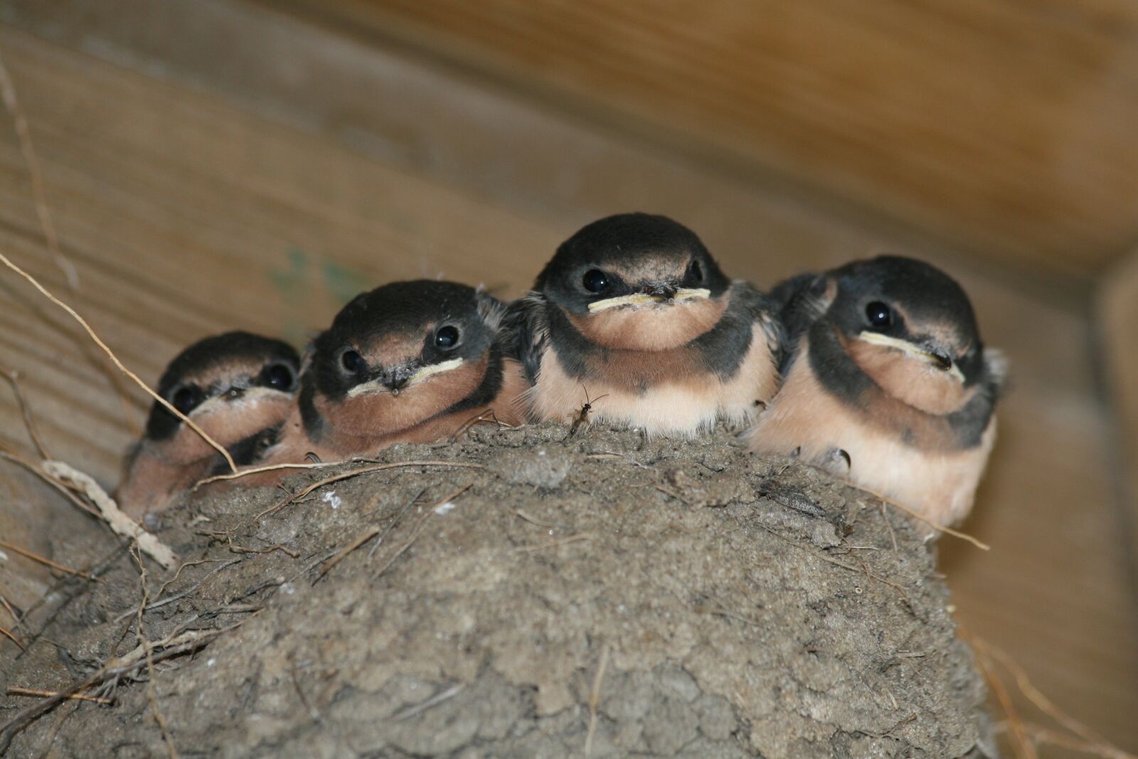 Canon EOS 30D sample photo. Birds, nest, spring photography