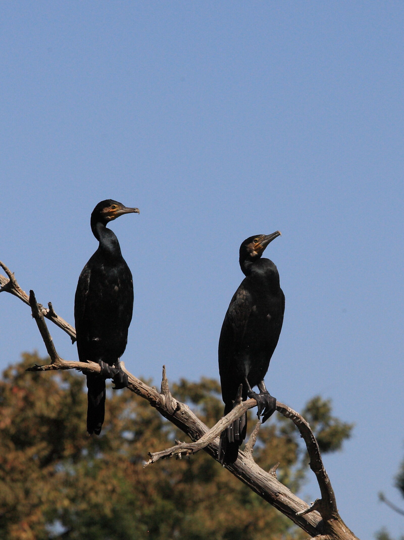 Canon EOS-1D Mark III + Canon EF 70-200mm F4L IS USM sample photo. Bird, cormorant, sky photography