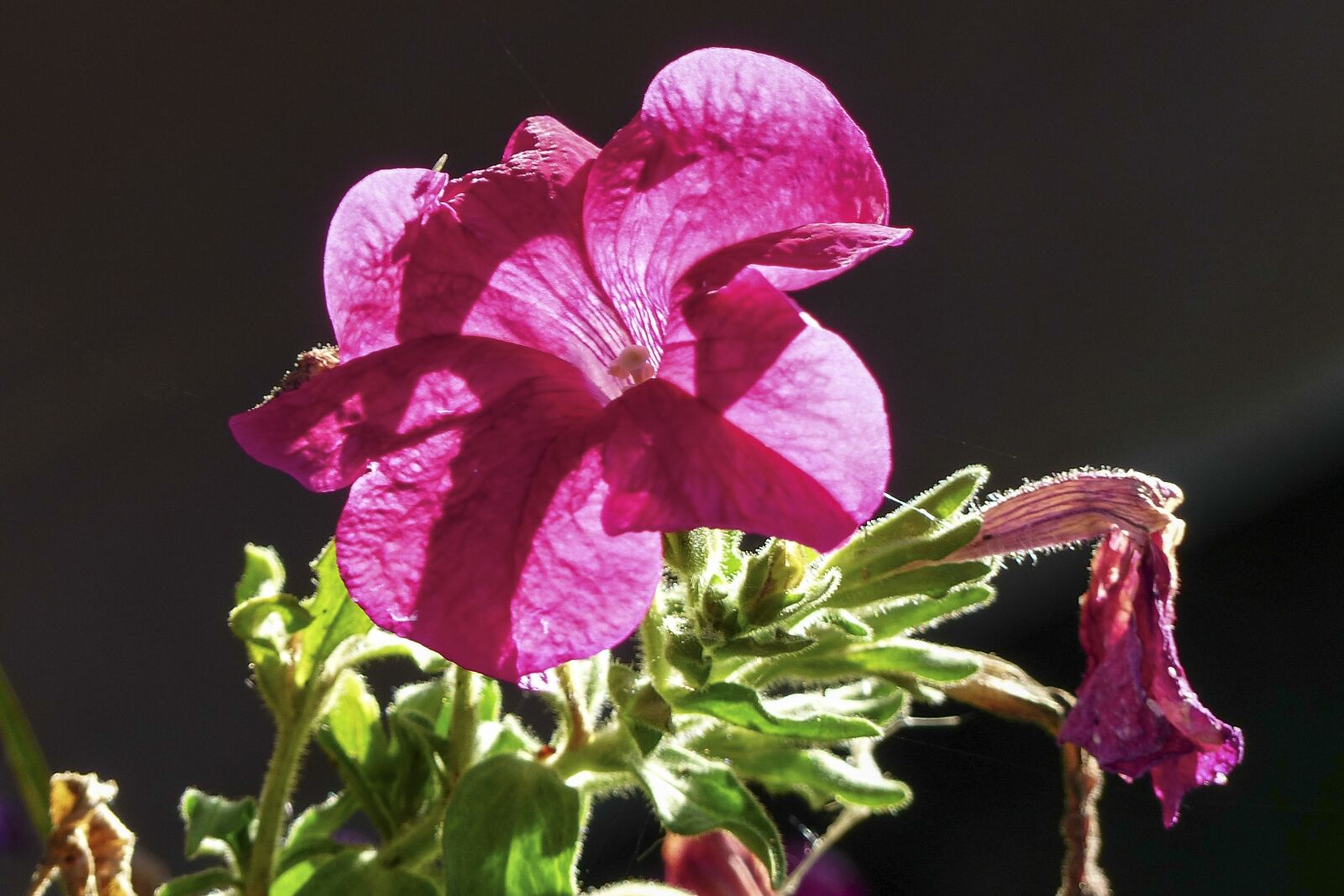 Panasonic Lumix DMC-FZ200 sample photo. Petunia, pink, bloom photography