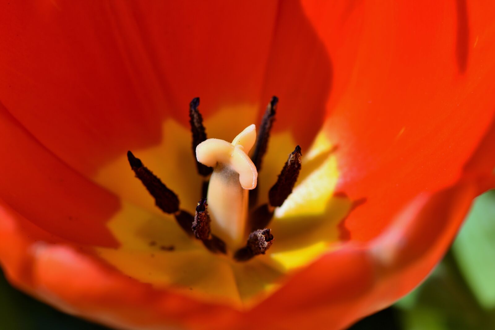 Nikon D7200 sample photo. Tulip, schnittblume, spring flowers photography