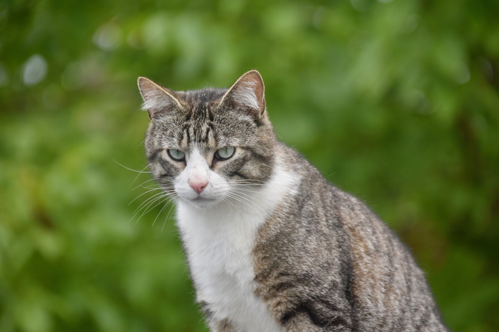 Nikon D5600 sample photo. Cat, feline, animal portrait photography