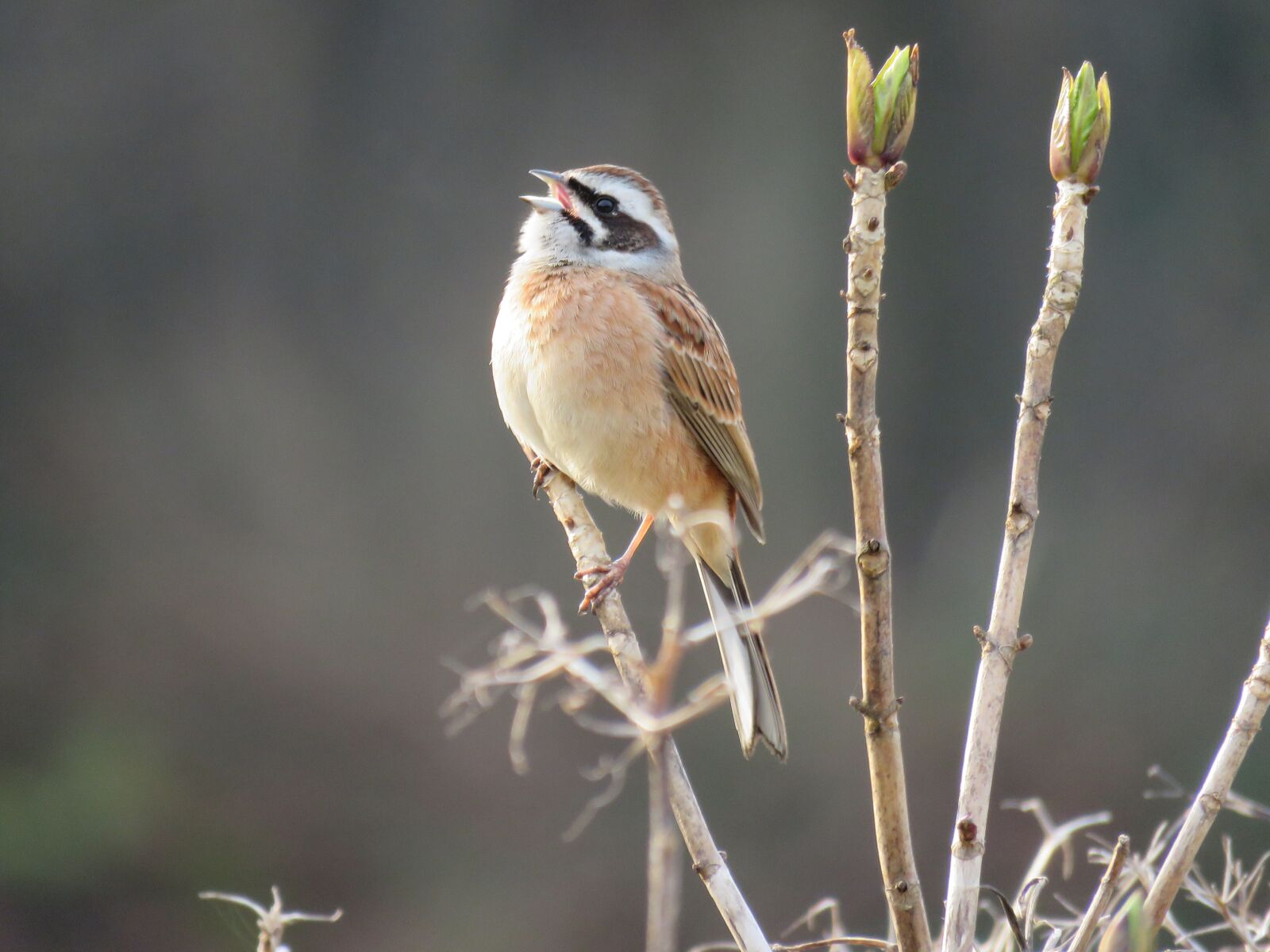 Canon PowerShot SX60 HS sample photo. Animal, wild birds, little photography