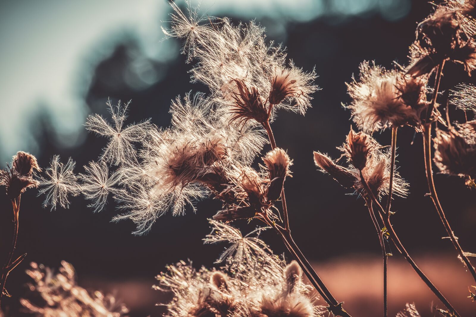 Fujifilm XF 55-200mm F3.5-4.8 R LM OIS sample photo. Thistles, flying seeds, dry photography