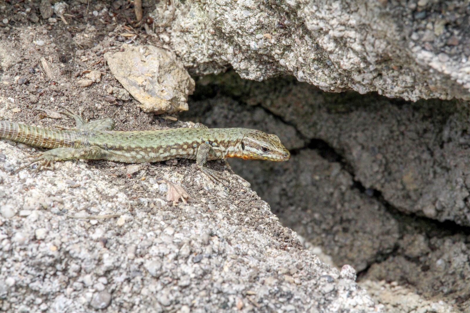 Canon EOS 700D (EOS Rebel T5i / EOS Kiss X7i) sample photo. Nature, rock, stone photography