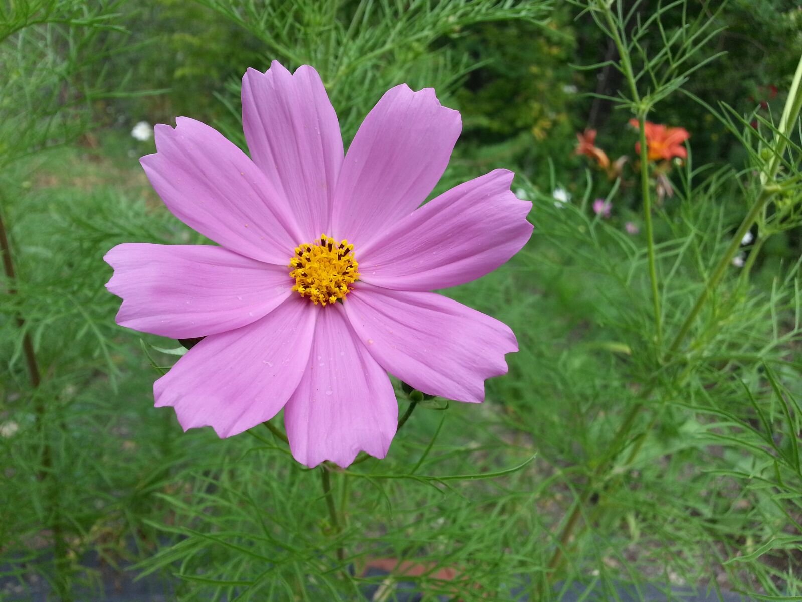 Samsung Galaxy S3 sample photo. Flower, cosmos, pink photography